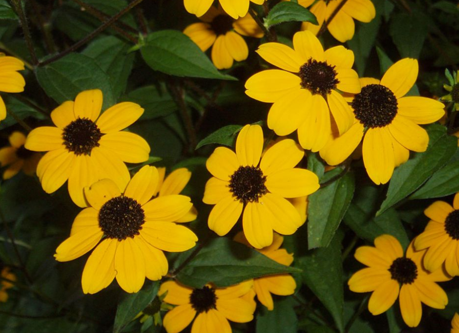 Brown-Eyed Susan (Rudbeckia triloba)